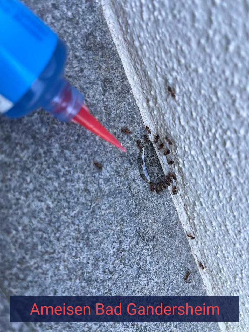 Ameisen {Stadt(city_name)