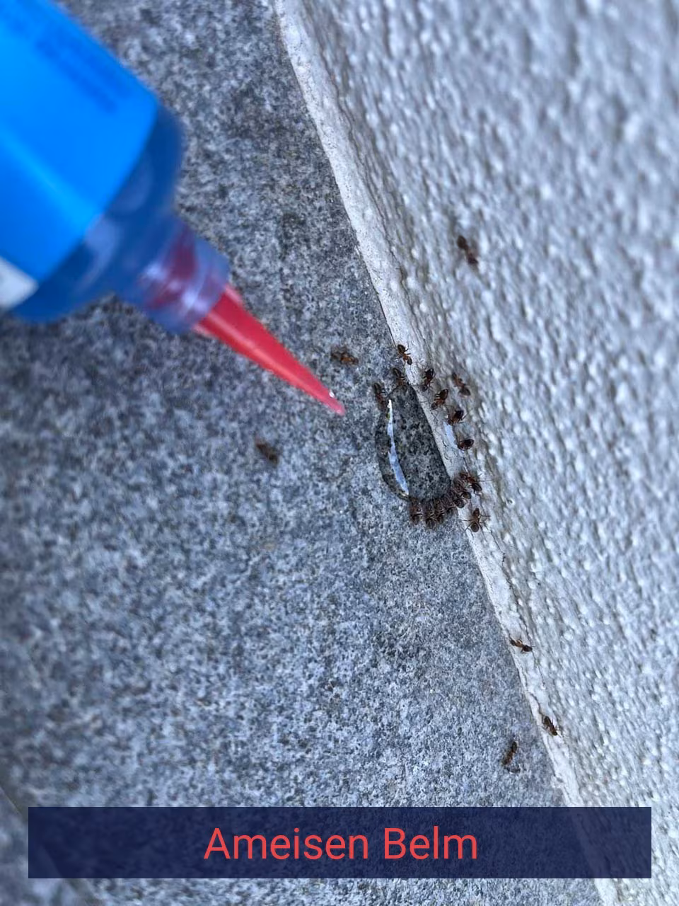 Ameisen {Stadt(city_name)