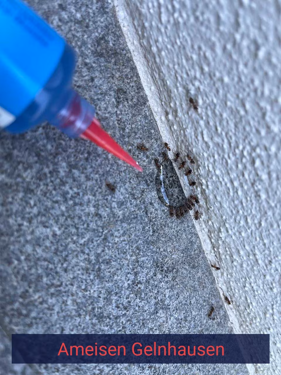 Ameisen {Stadt(city_name)