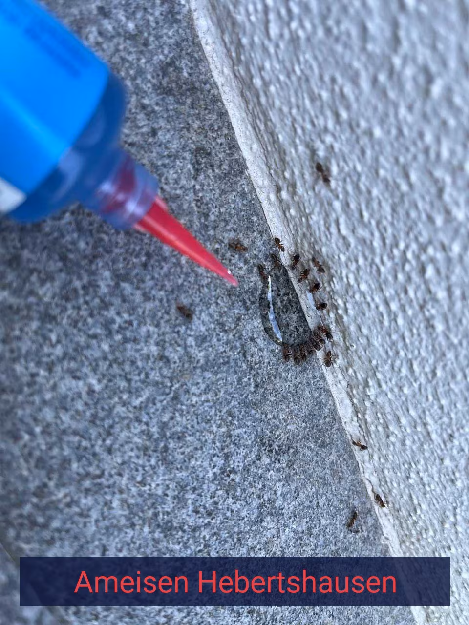 Ameisen {Stadt(city_name)