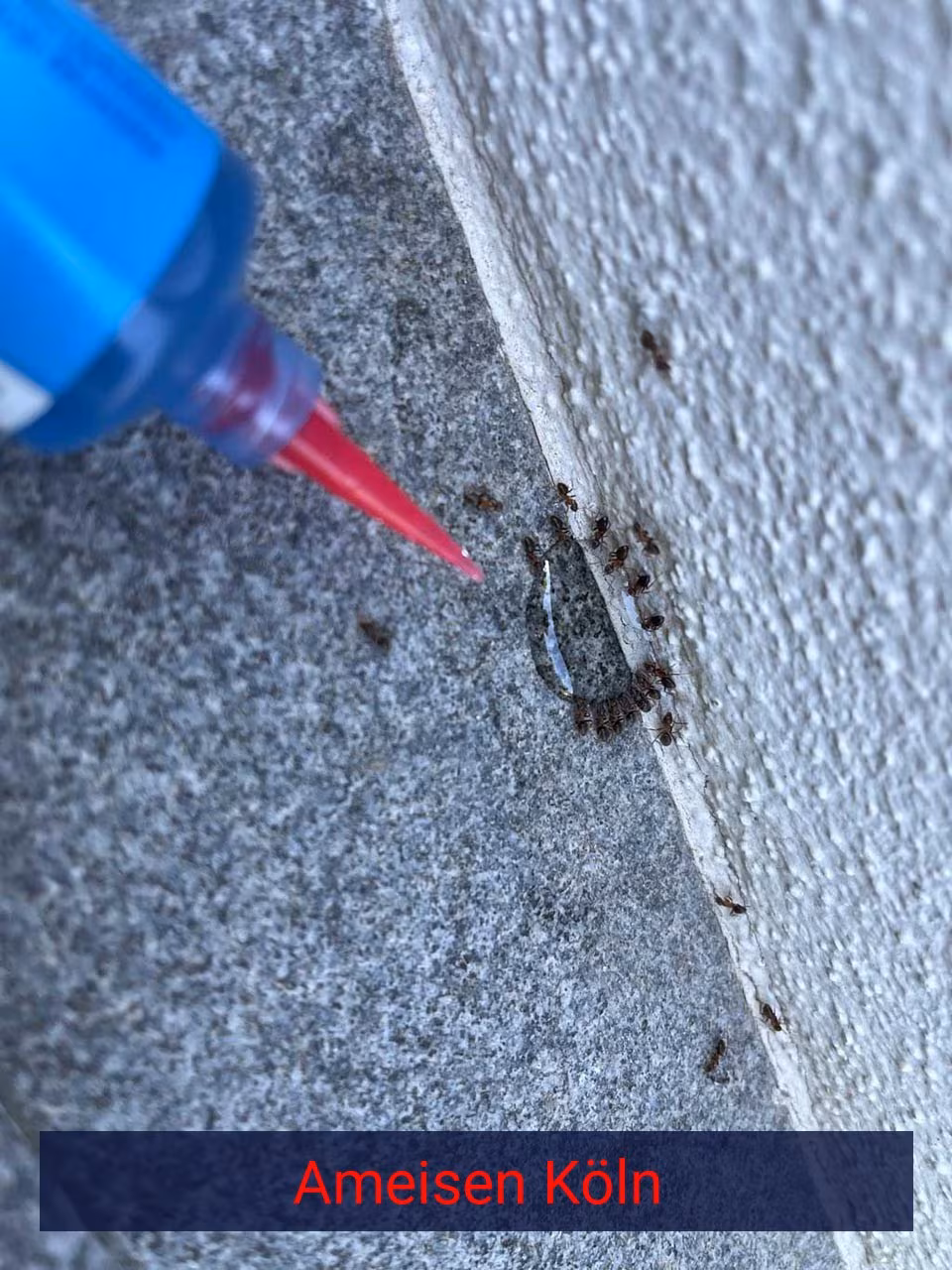 Ameisen {Stadt(city_name)