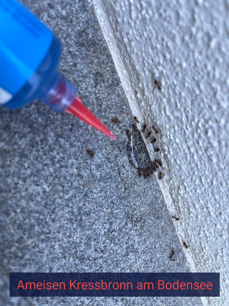 Ameisen {Stadt(city_name)