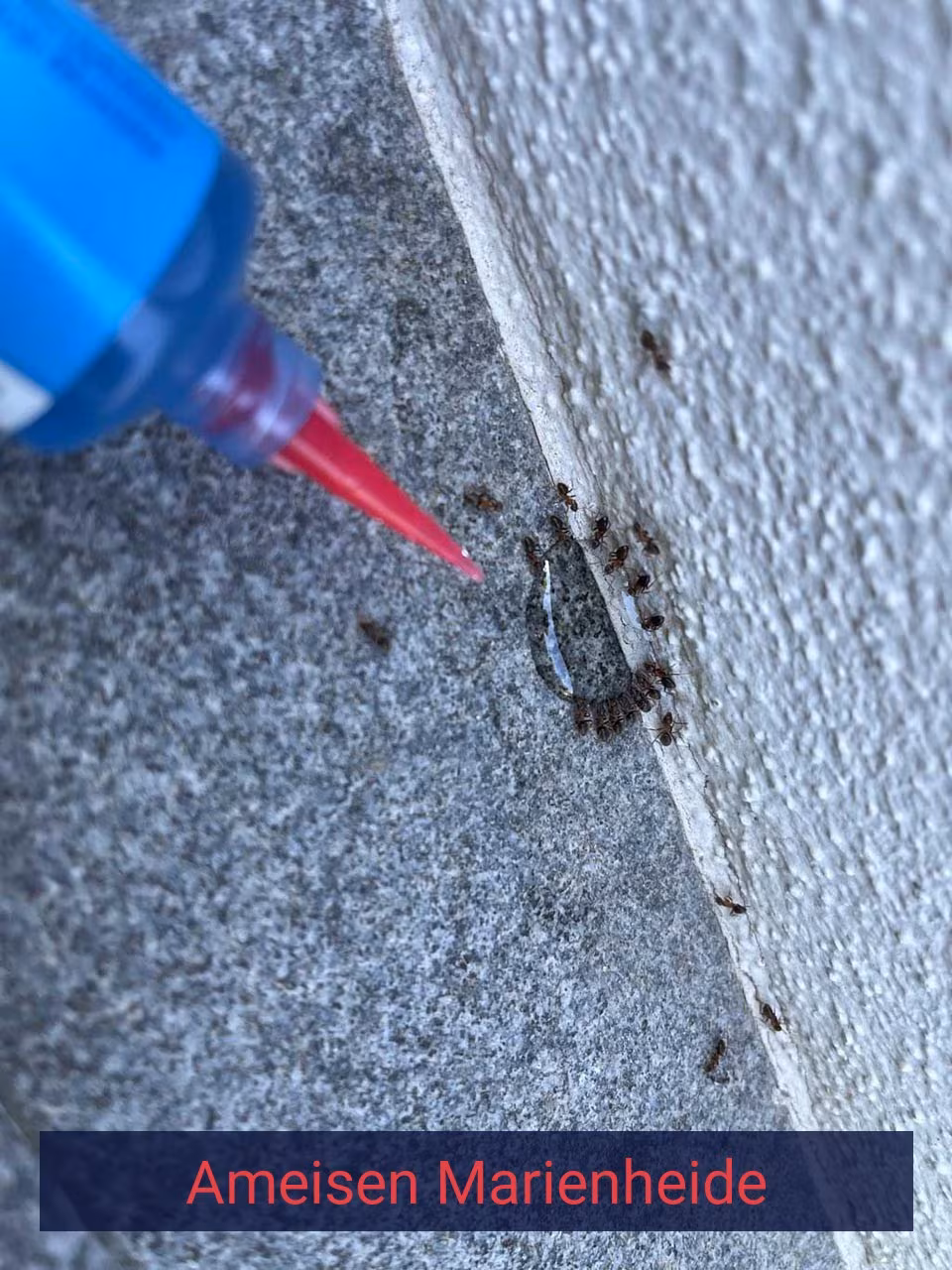 Ameisen {Stadt(city_name)