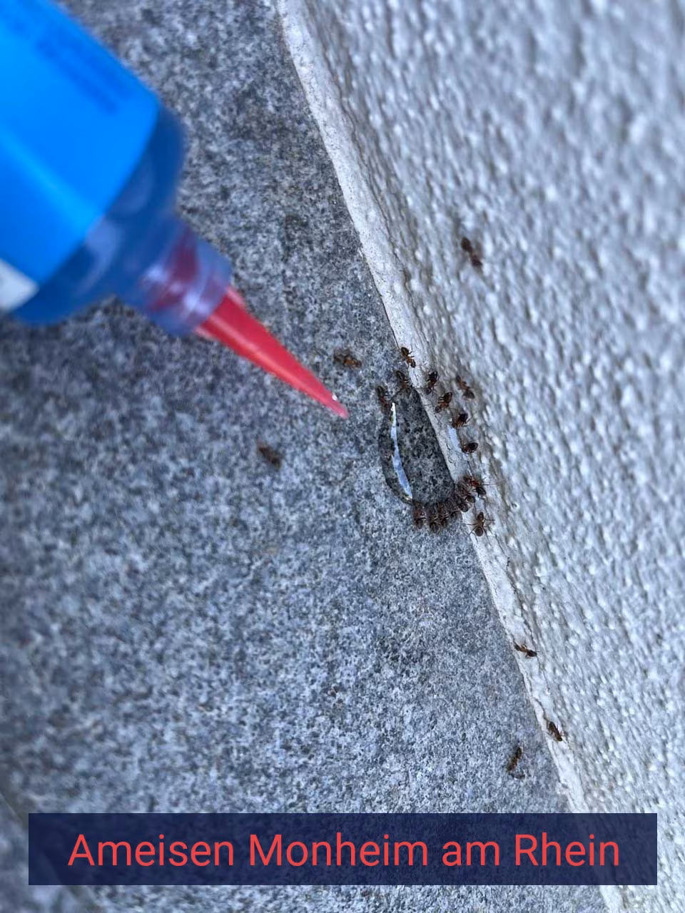 Ameisen {Stadt(city_name)