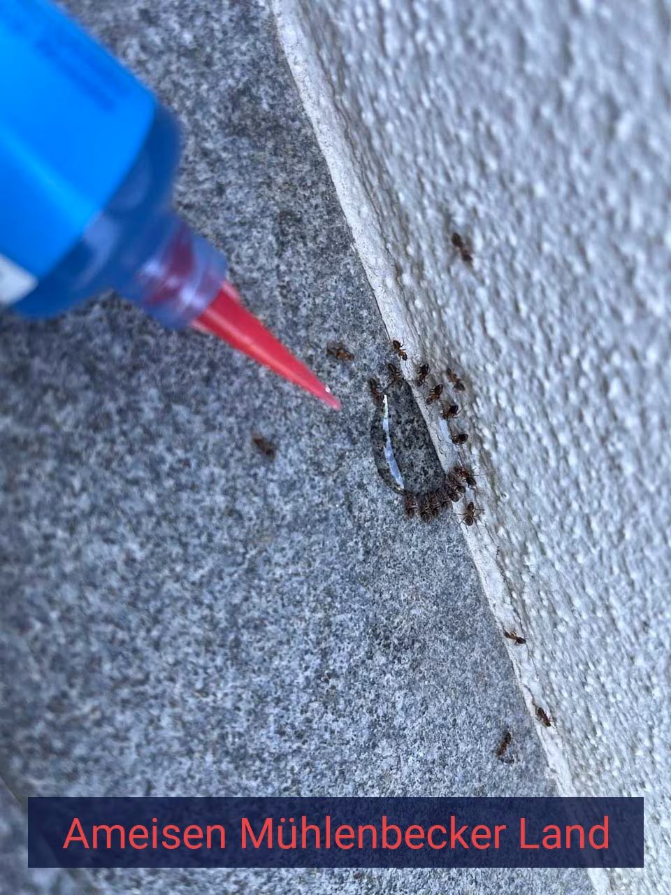 Ameisen {Stadt(city_name)