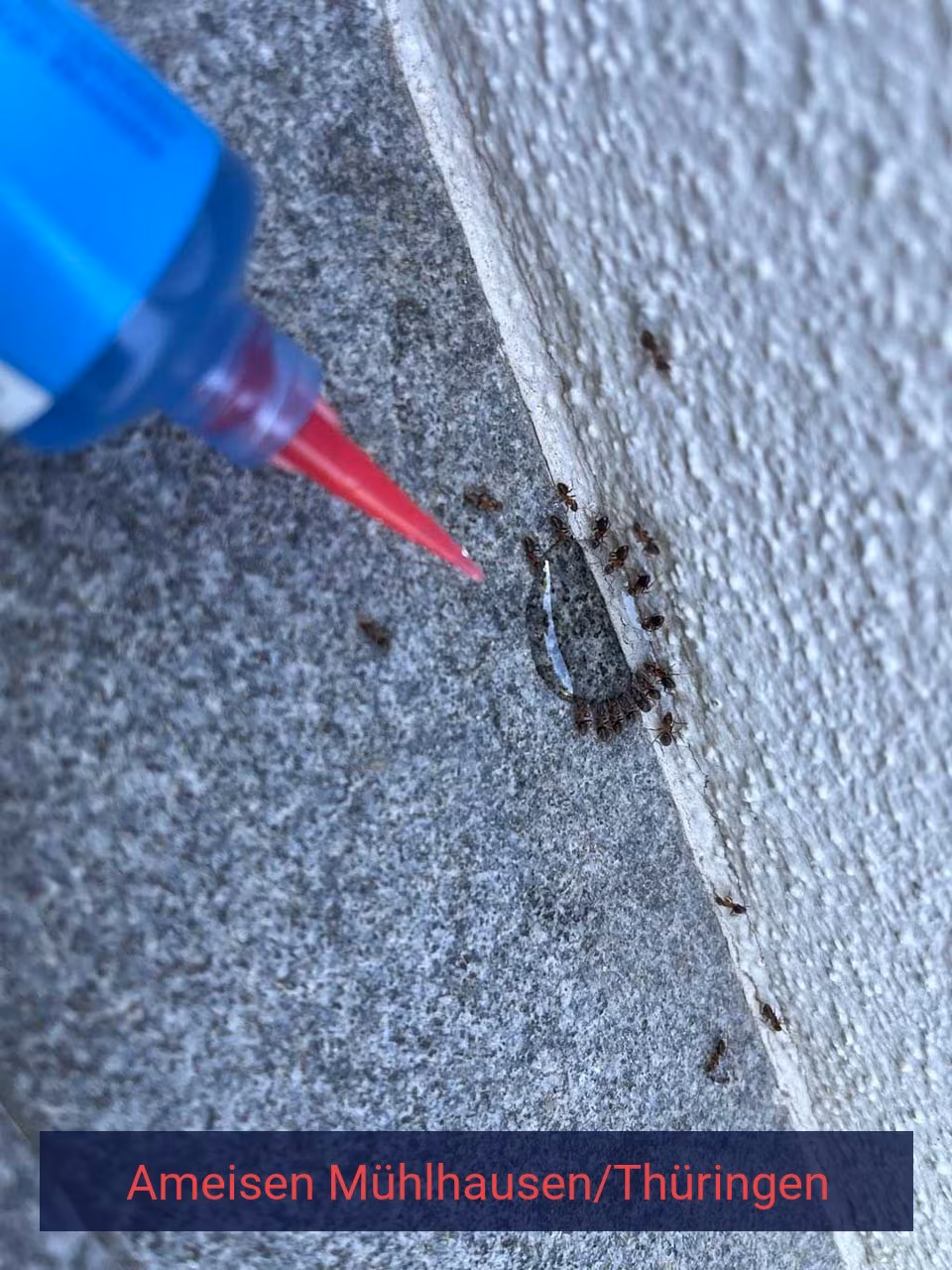 Ameisen {Stadt(city_name)