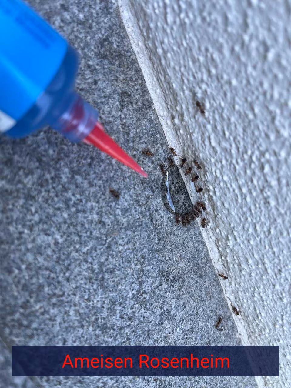 Ameisen {Stadt(city_name)