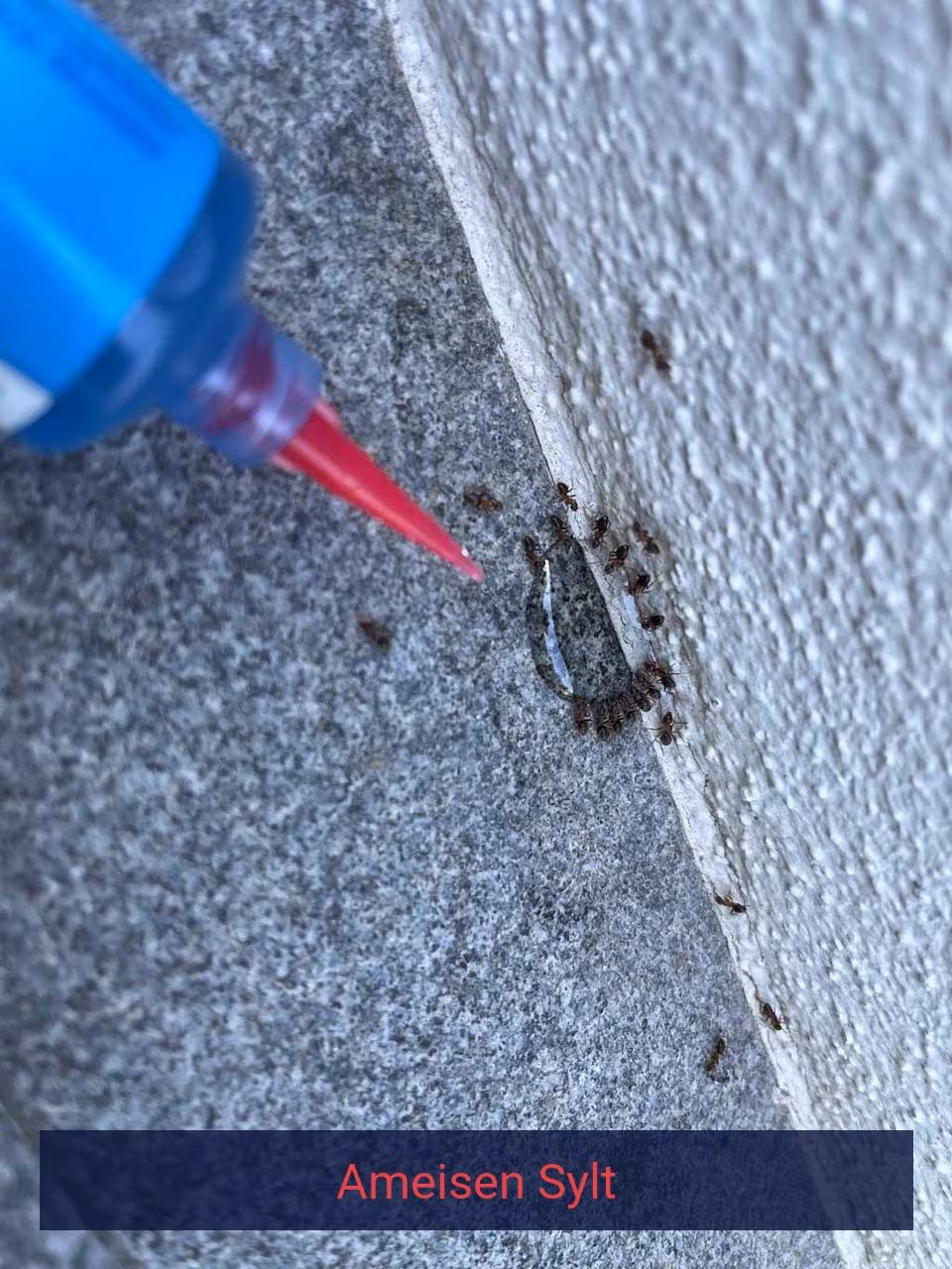 Ameisen {Stadt(city_name)