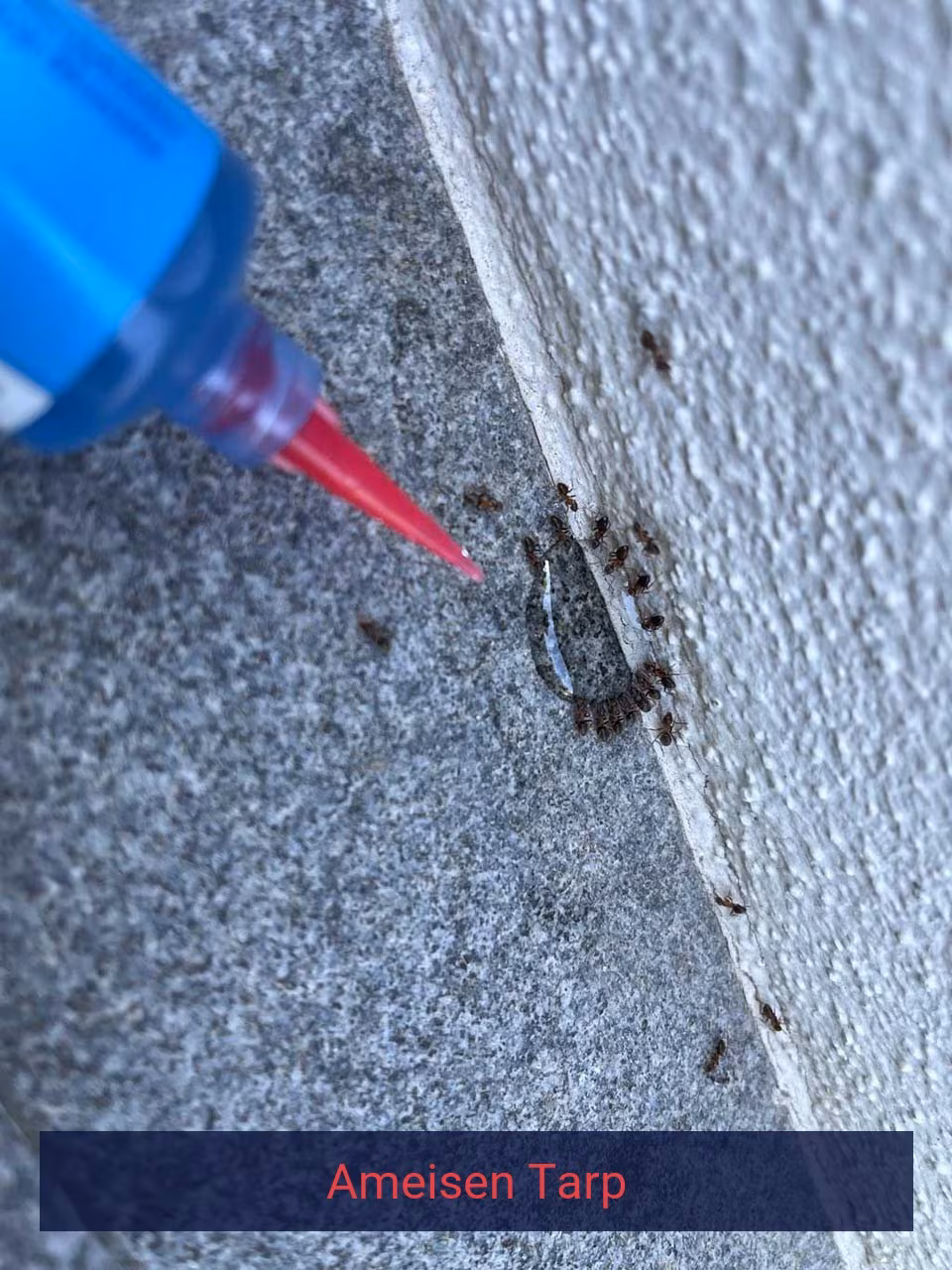 Ameisen {Stadt(city_name)