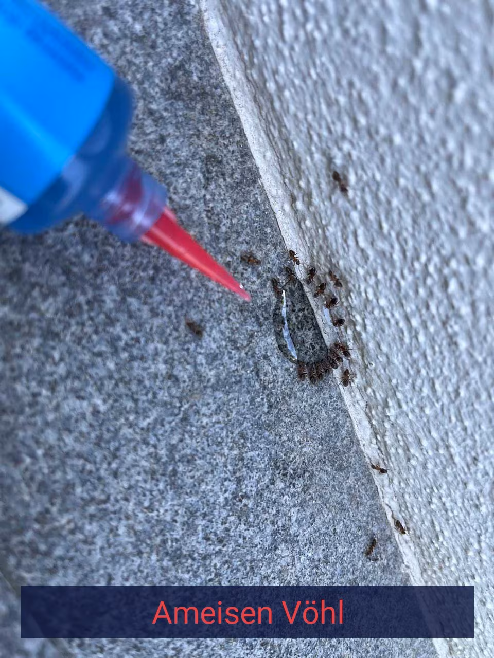 Ameisen {Stadt(city_name)