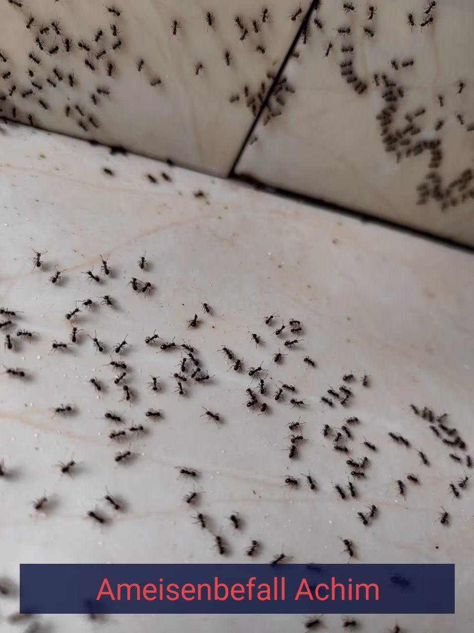Ameisenbefall {Stadt(city_name)