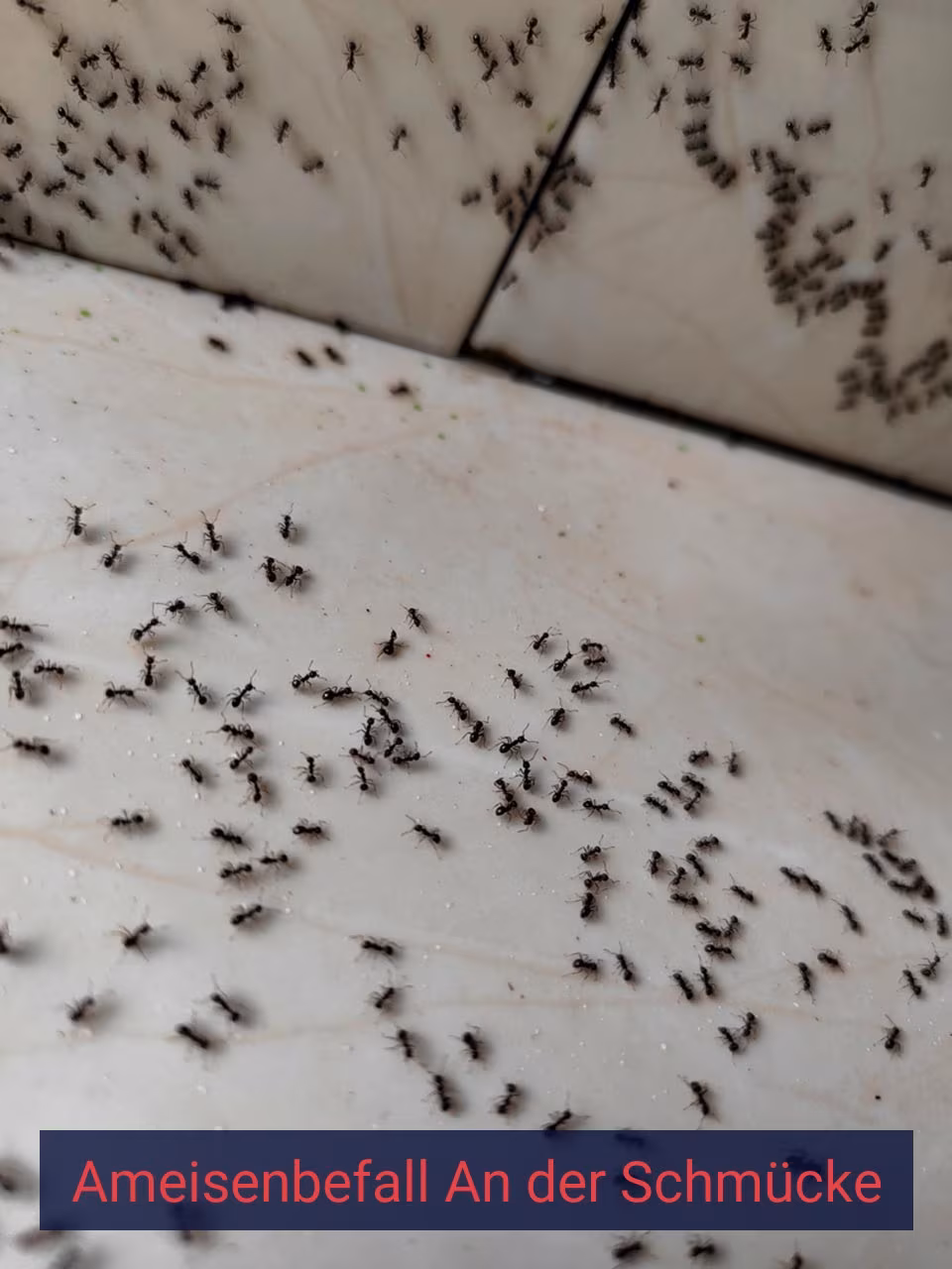 Ameisenbefall {Stadt(city_name)