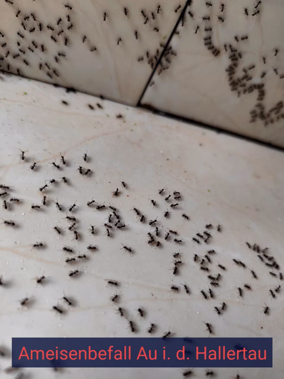 Ameisenbefall {Stadt(city_name)