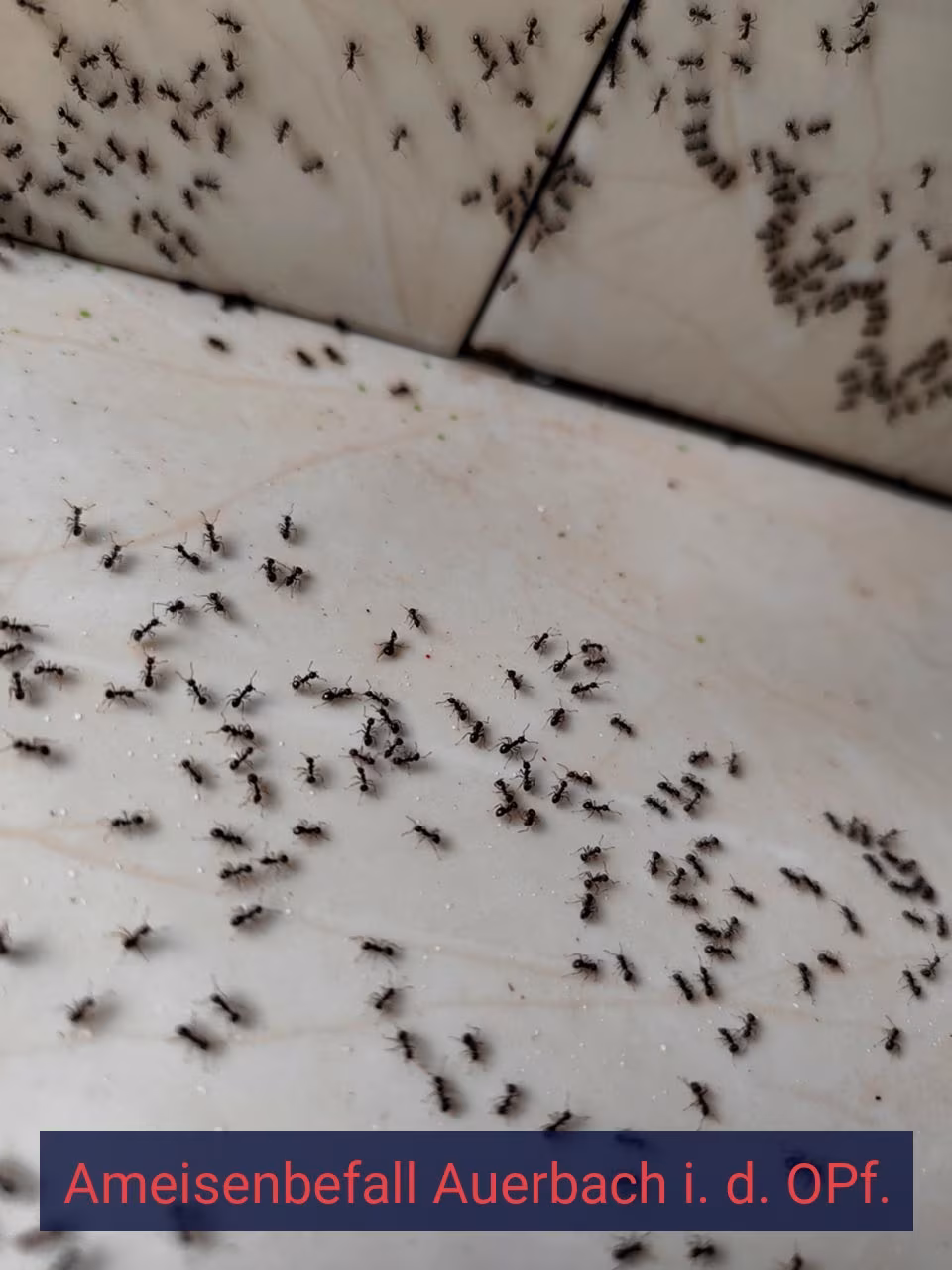 Ameisenbefall {Stadt(city_name)