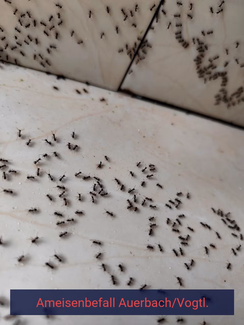 Ameisenbefall {Stadt(city_name)