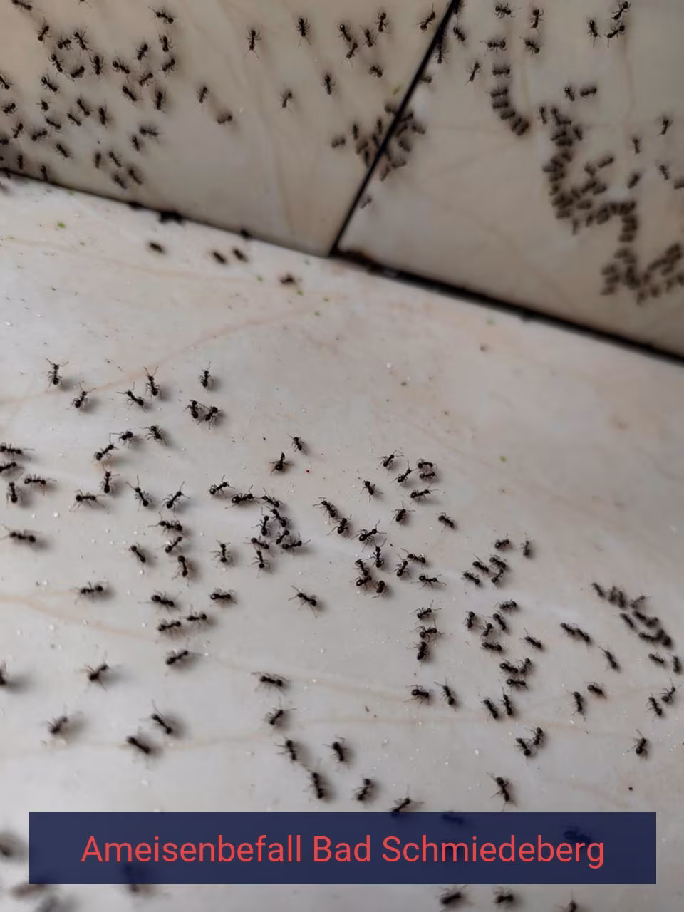 Ameisenbefall {Stadt(city_name)