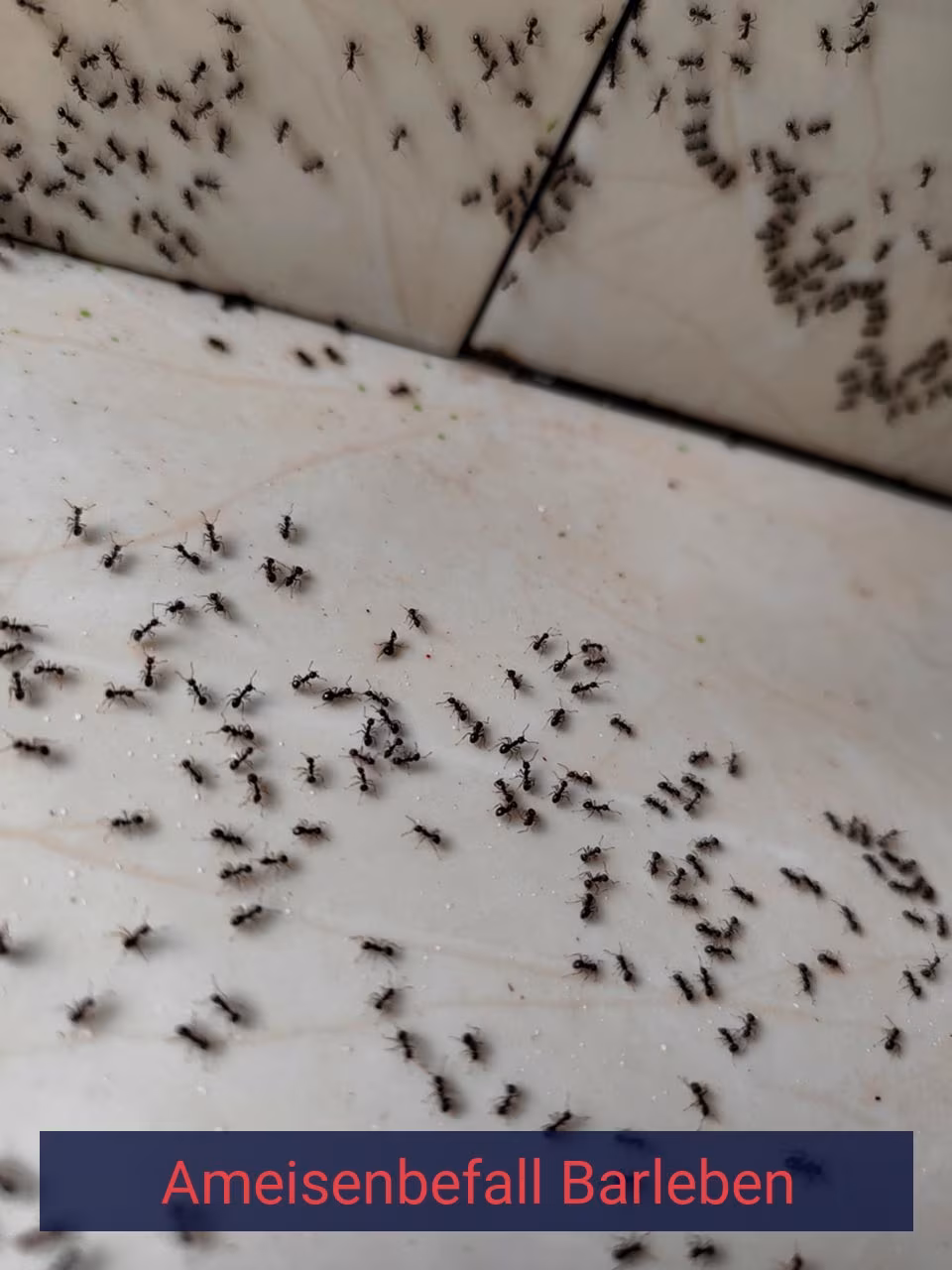 Ameisenbefall {Stadt(city_name)