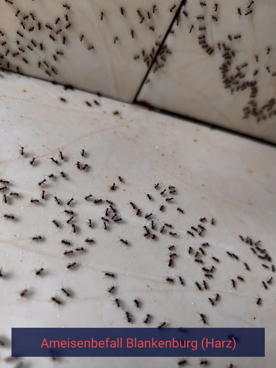 Ameisenbefall {Stadt(city_name)