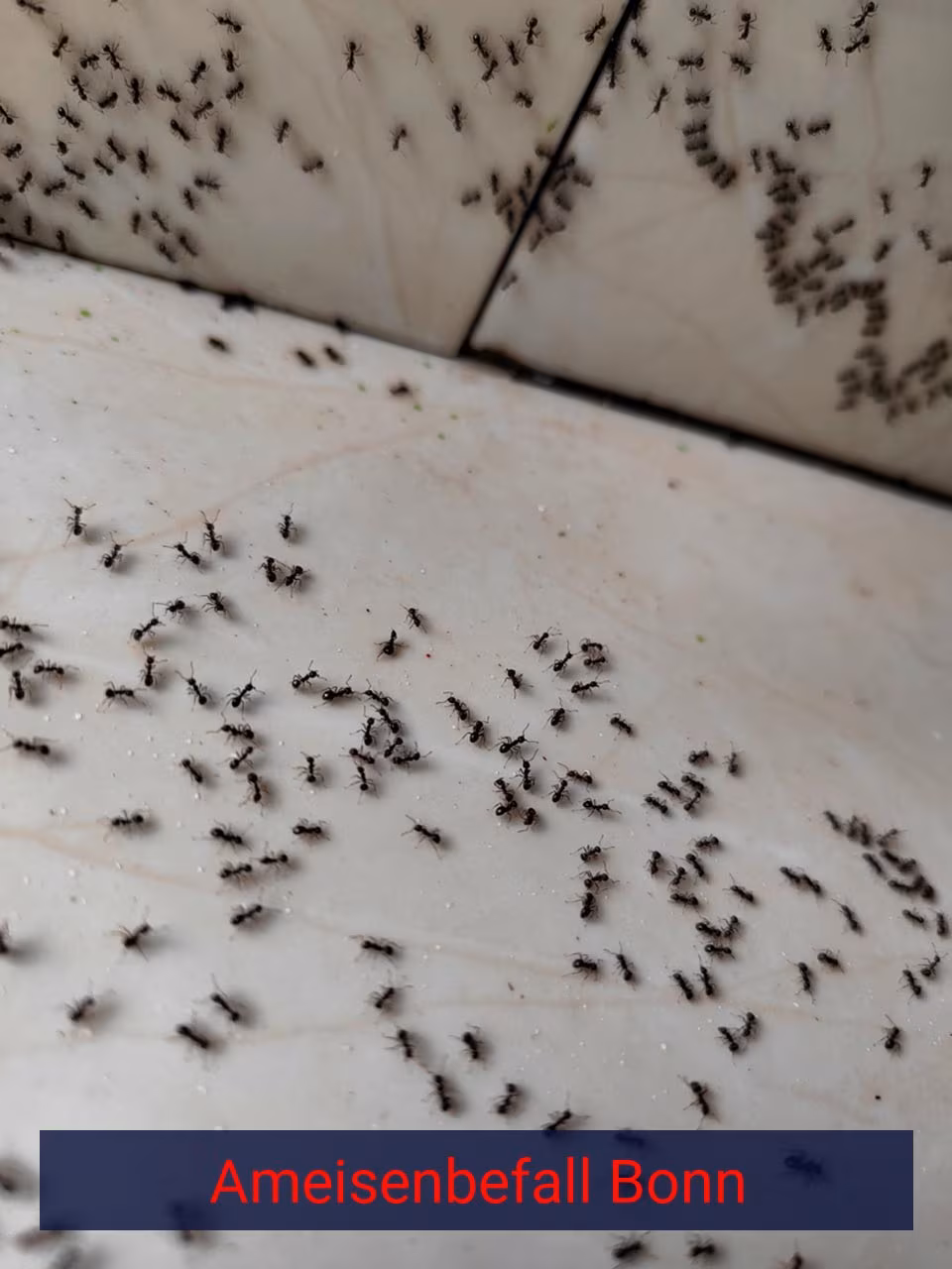 Ameisenbefall {Stadt(city_name)