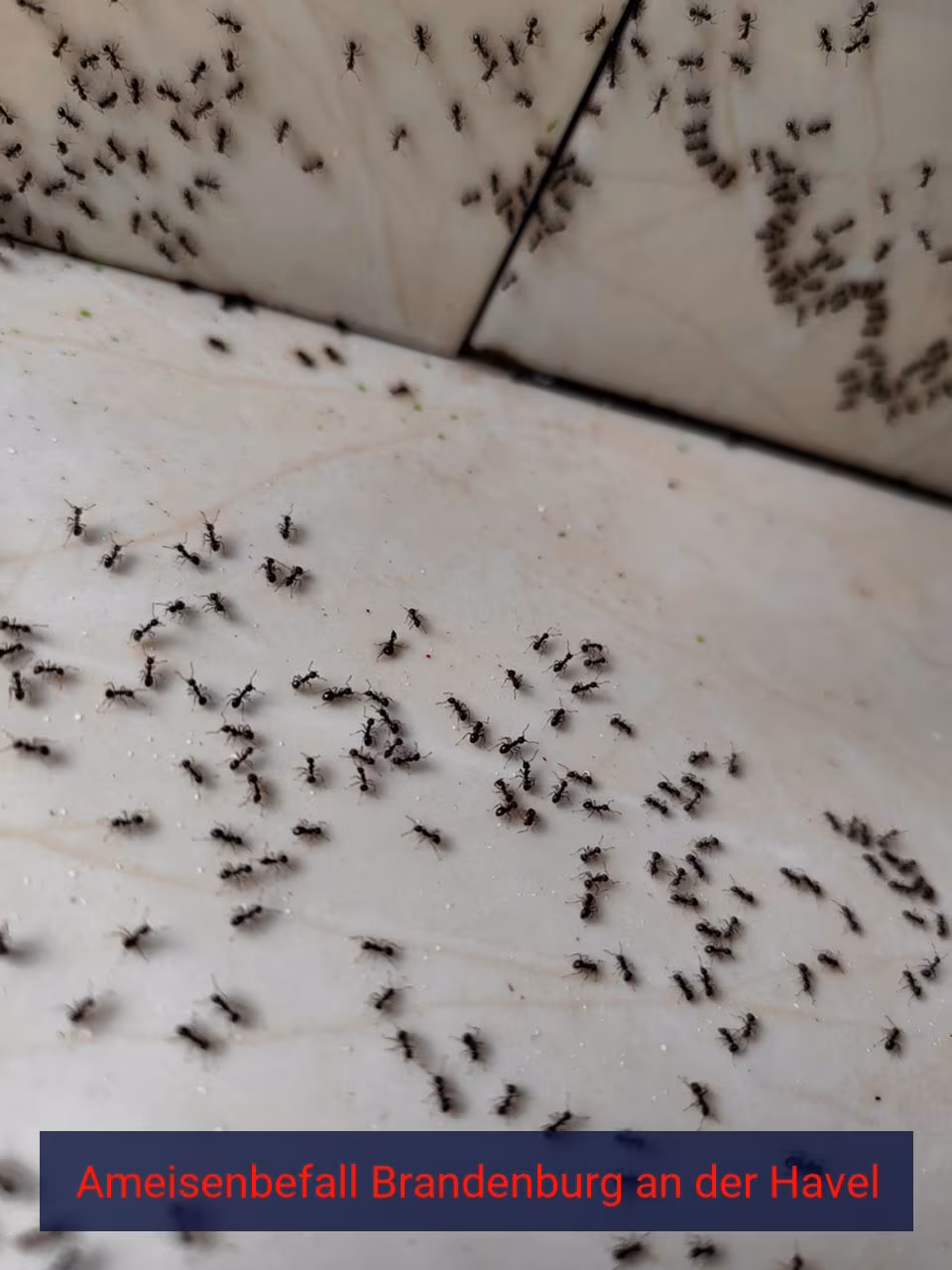 Ameisenbefall {Stadt(city_name)