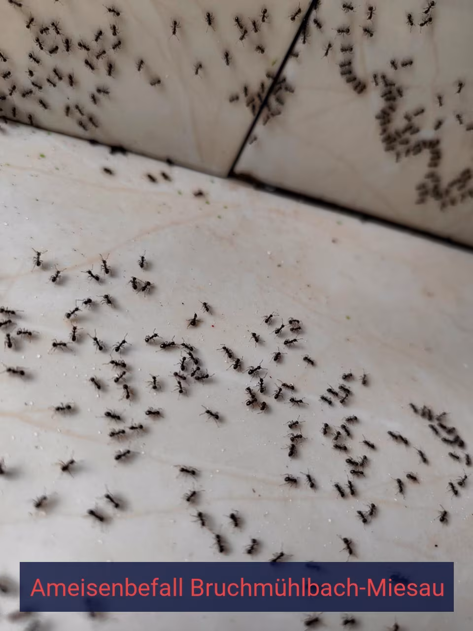 Ameisenbefall {Stadt(city_name)