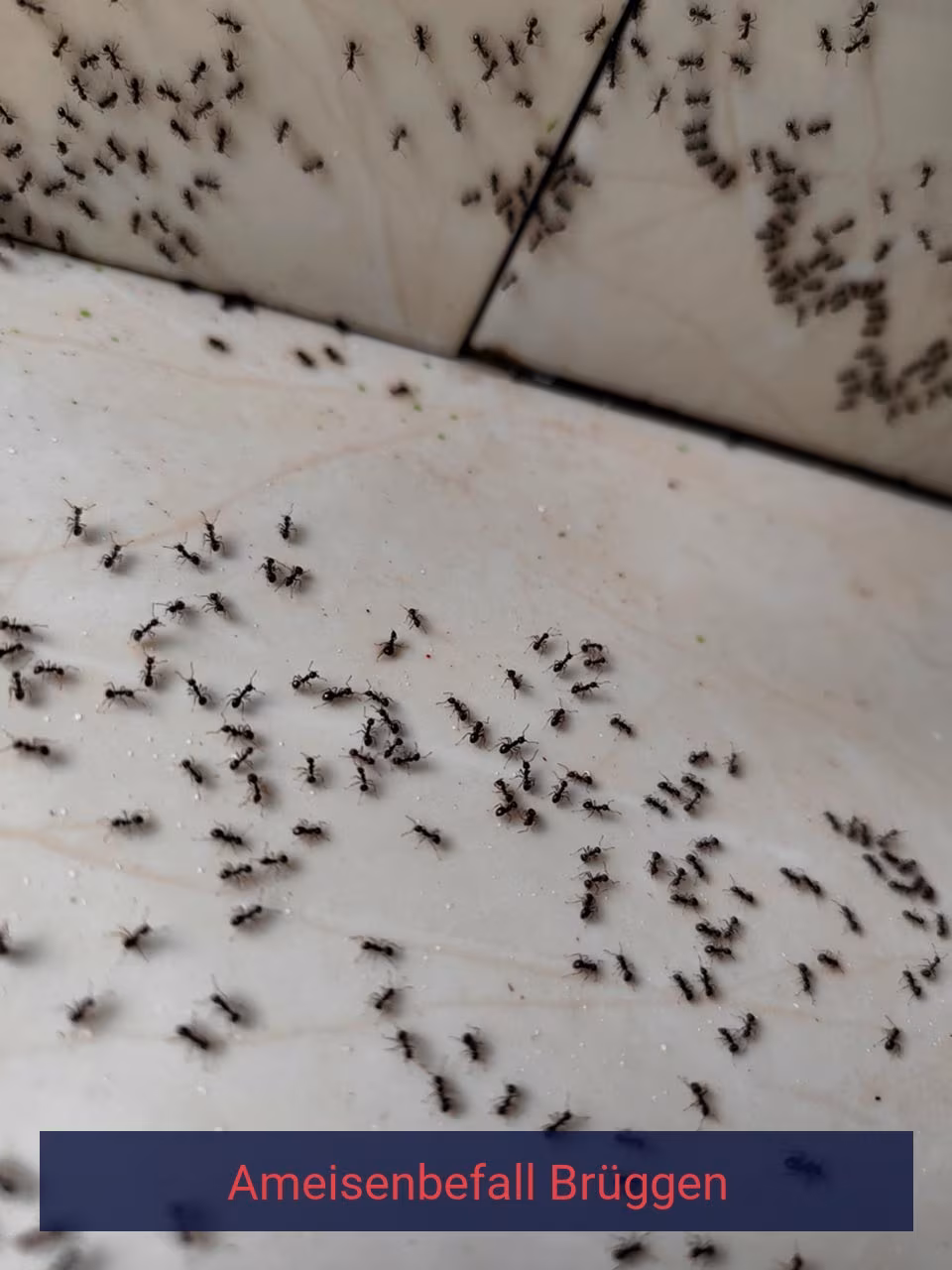 Ameisenbefall {Stadt(city_name)