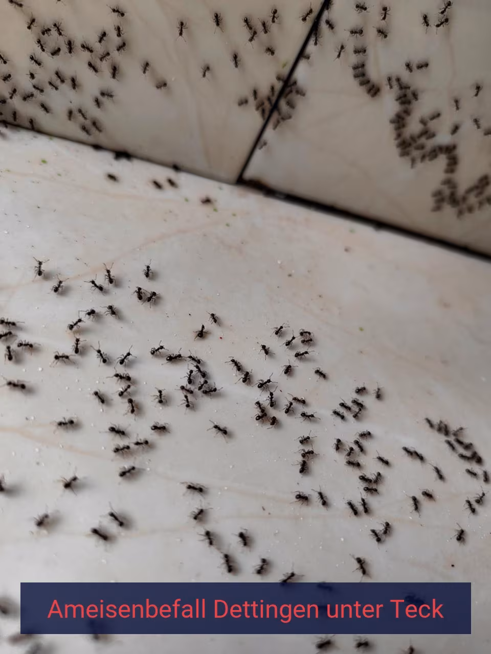 Ameisenbefall {Stadt(city_name)