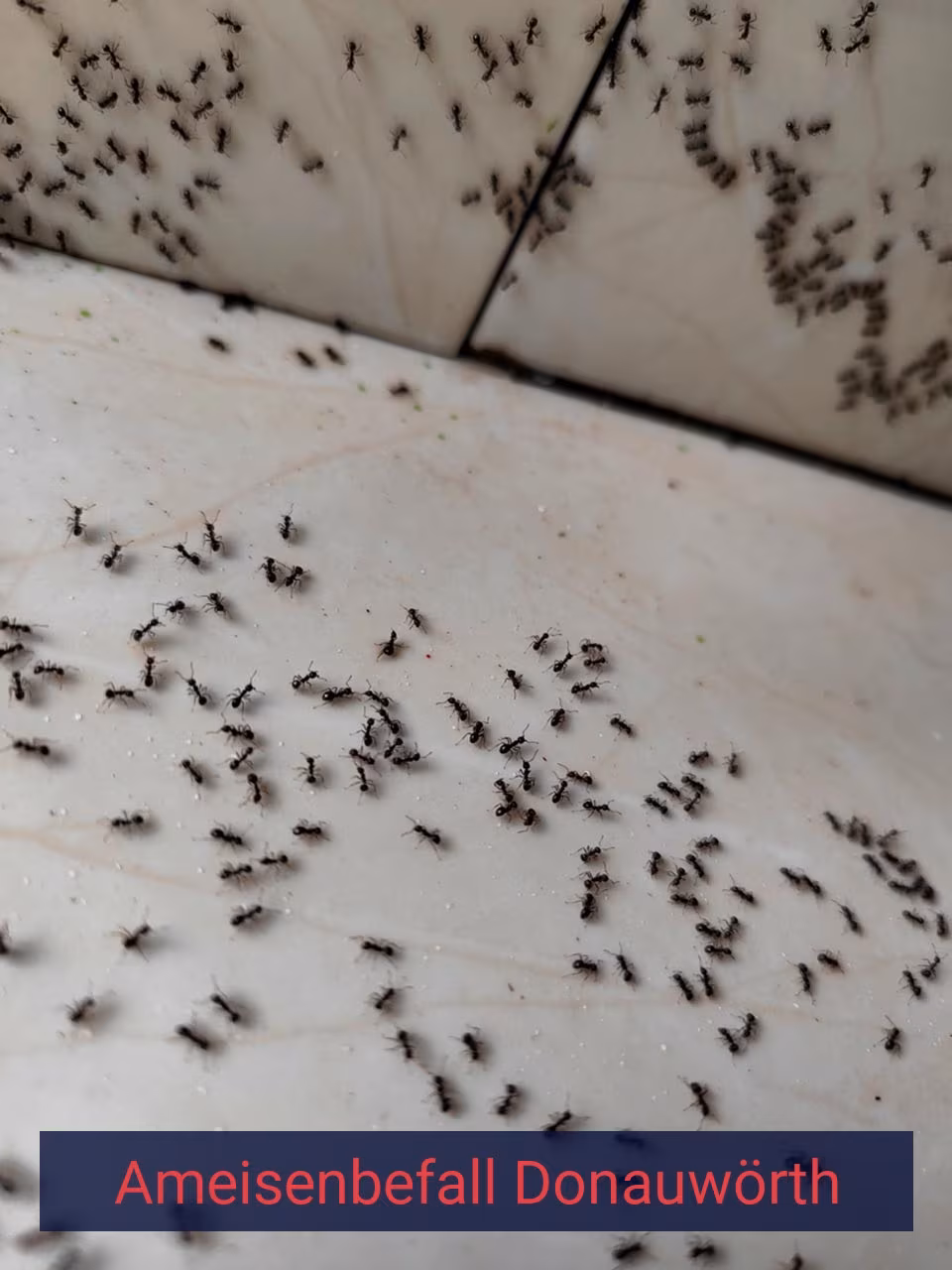 Ameisenbefall {Stadt(city_name)