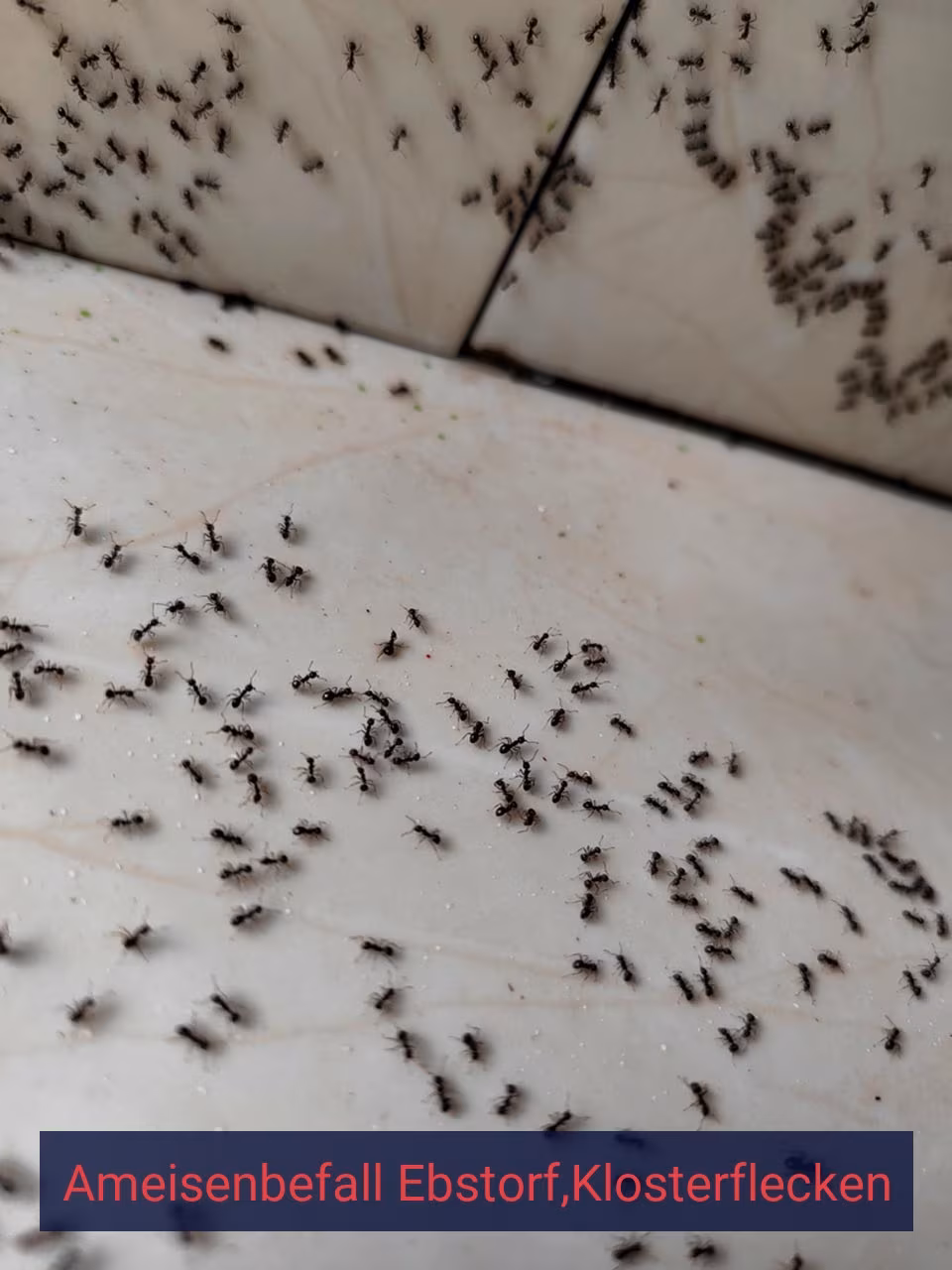 Ameisenbefall {Stadt(city_name)