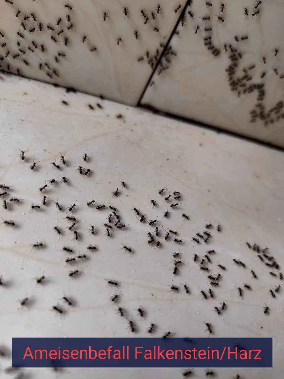 Ameisenbefall {Stadt(city_name)