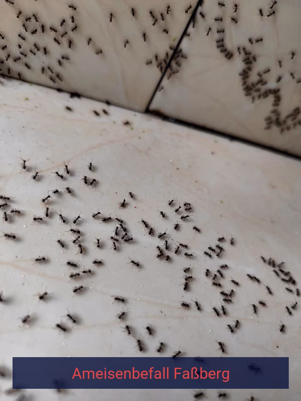 Ameisenbefall {Stadt(city_name)