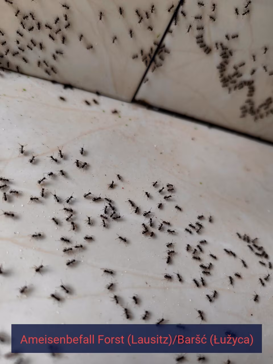 Ameisenbefall {Stadt(city_name)