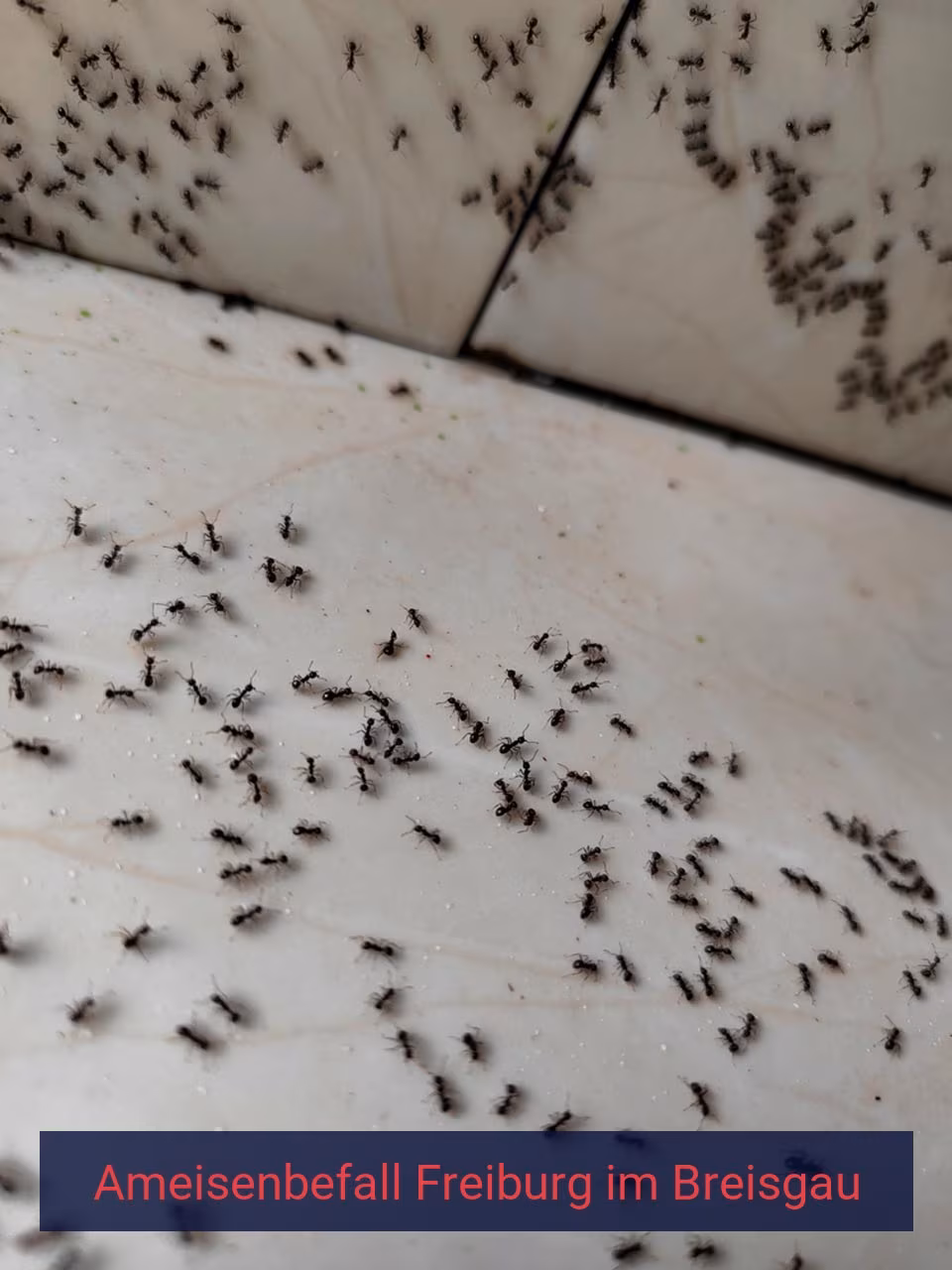 Ameisenbefall {Stadt(city_name)
