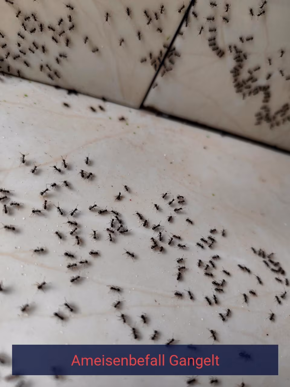 Ameisenbefall {Stadt(city_name)