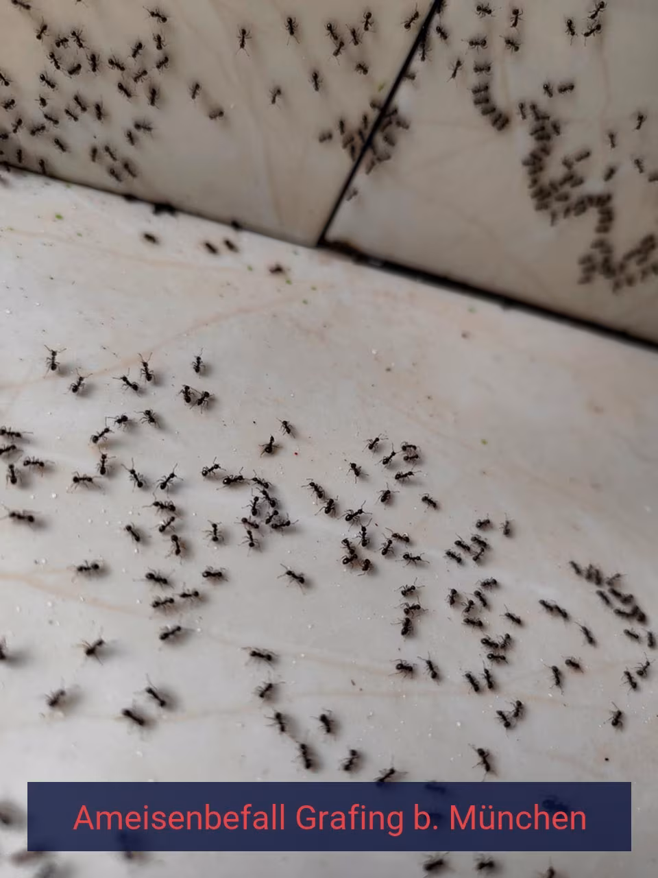 Ameisenbefall {Stadt(city_name)