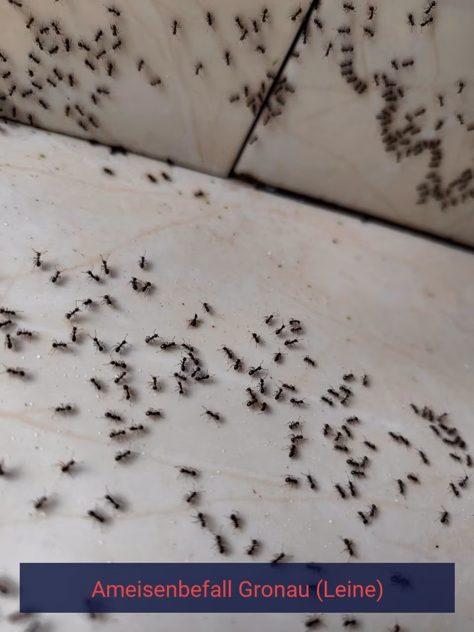 Ameisenbefall {Stadt(city_name)