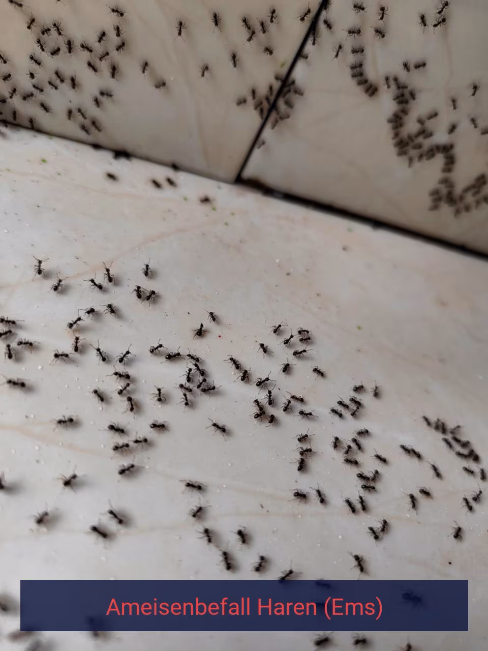 Ameisenbefall {Stadt(city_name)
