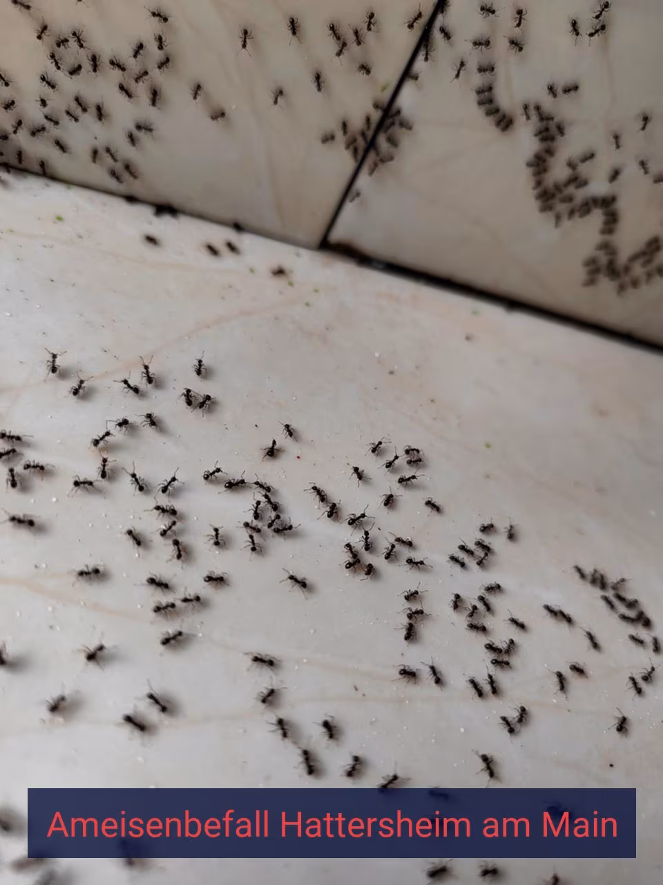 Ameisenbefall {Stadt(city_name)