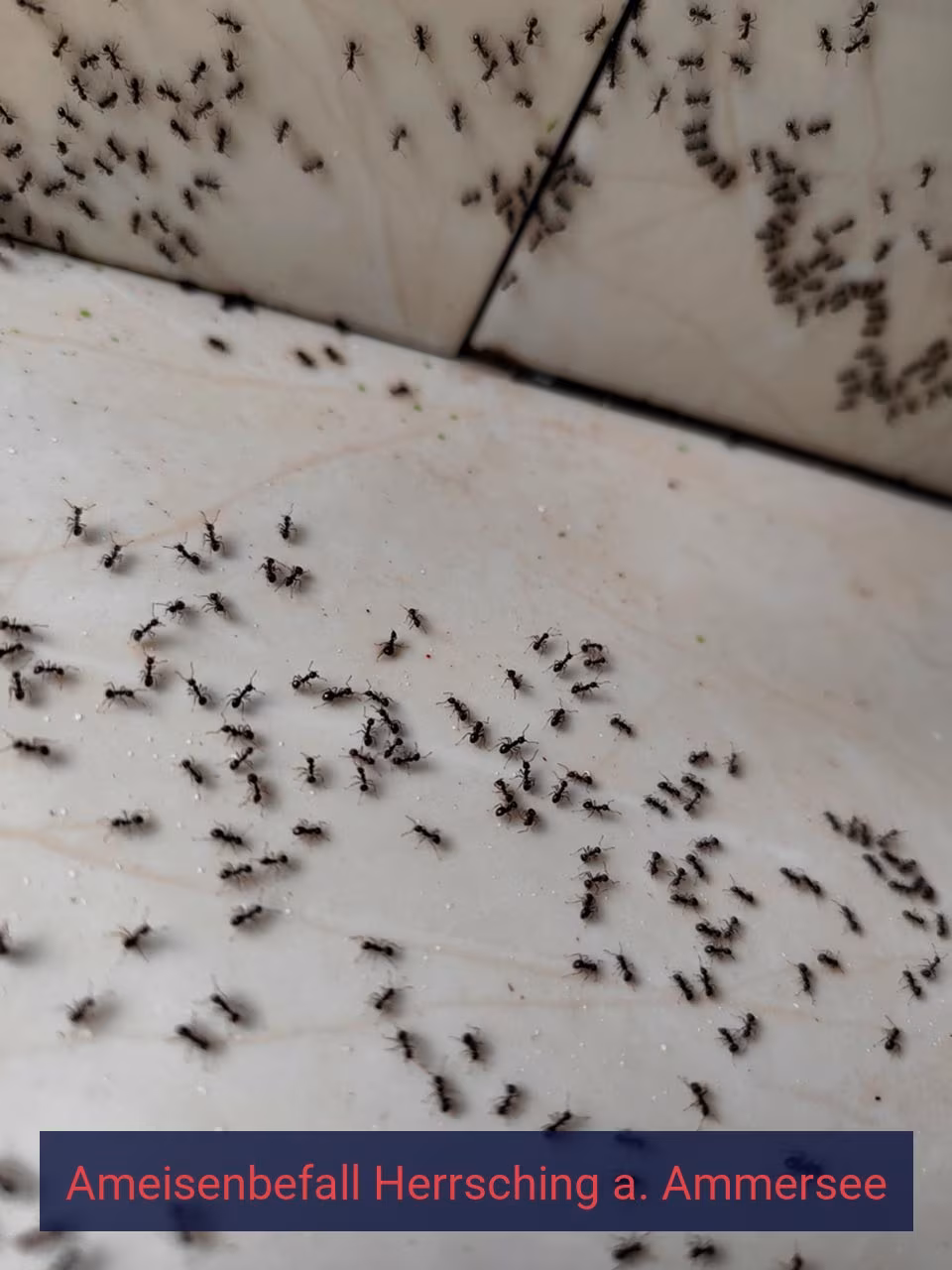 Ameisenbefall {Stadt(city_name)