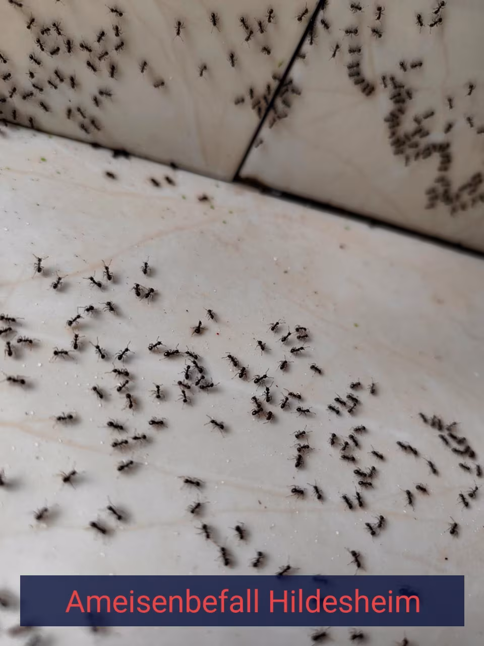 Ameisenbefall {Stadt(city_name)