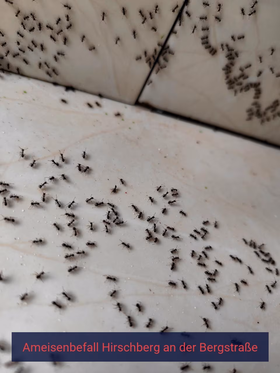 Ameisenbefall {Stadt(city_name)