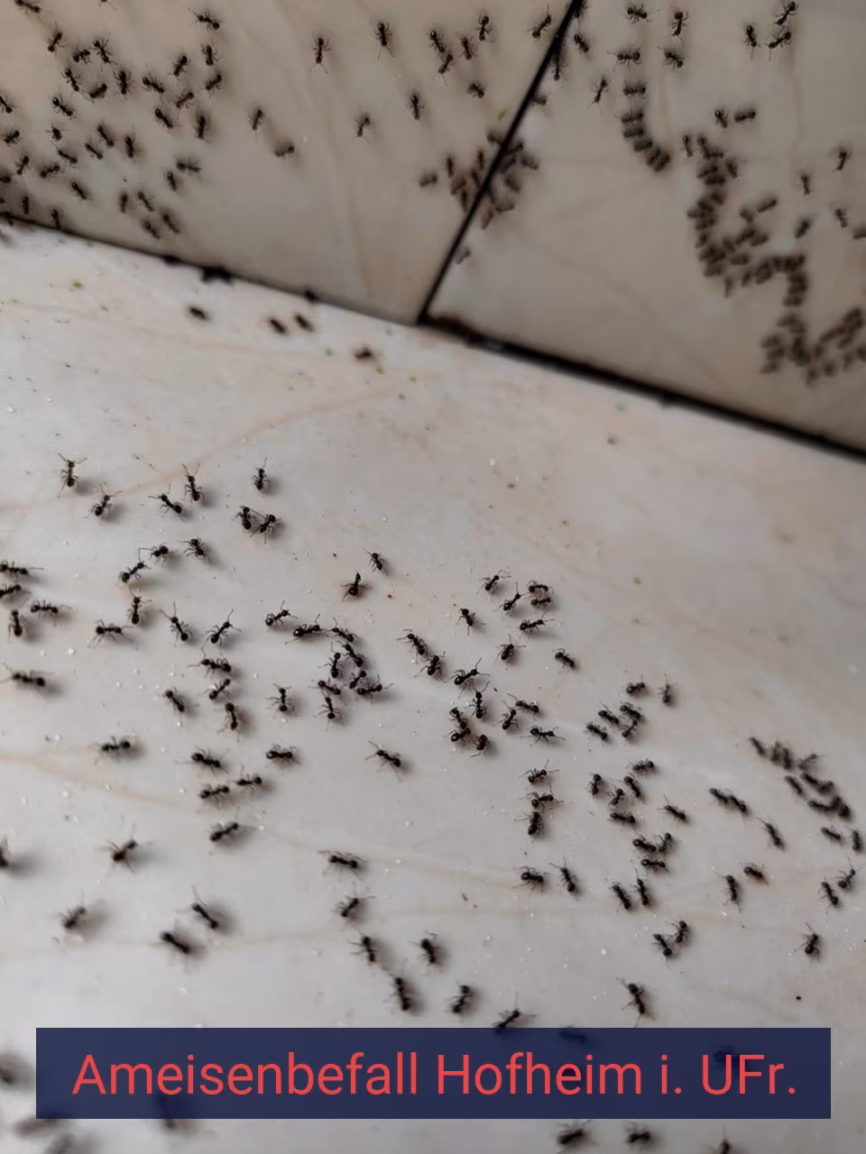 Ameisenbefall {Stadt(city_name)