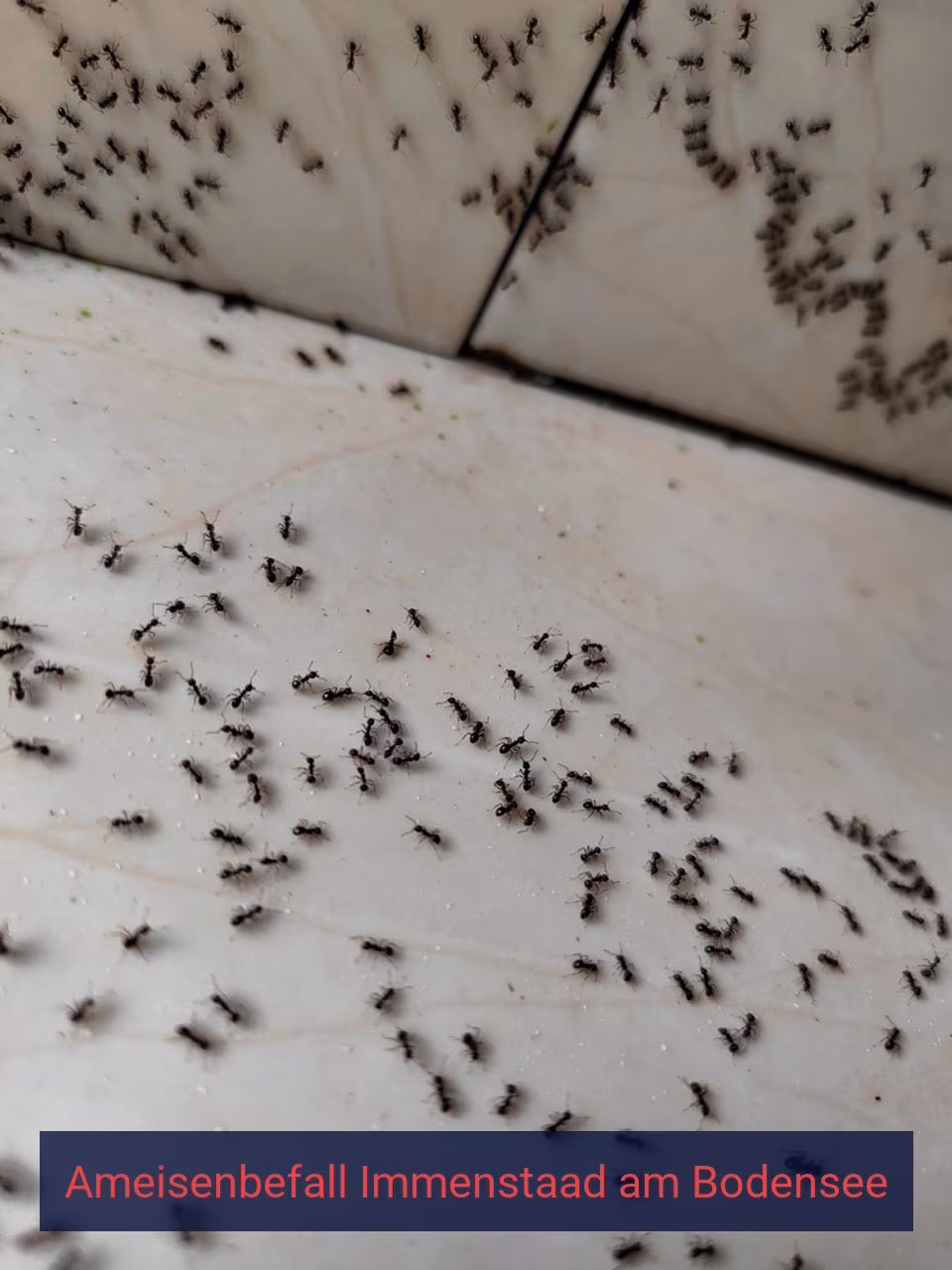 Ameisenbefall {Stadt(city_name)
