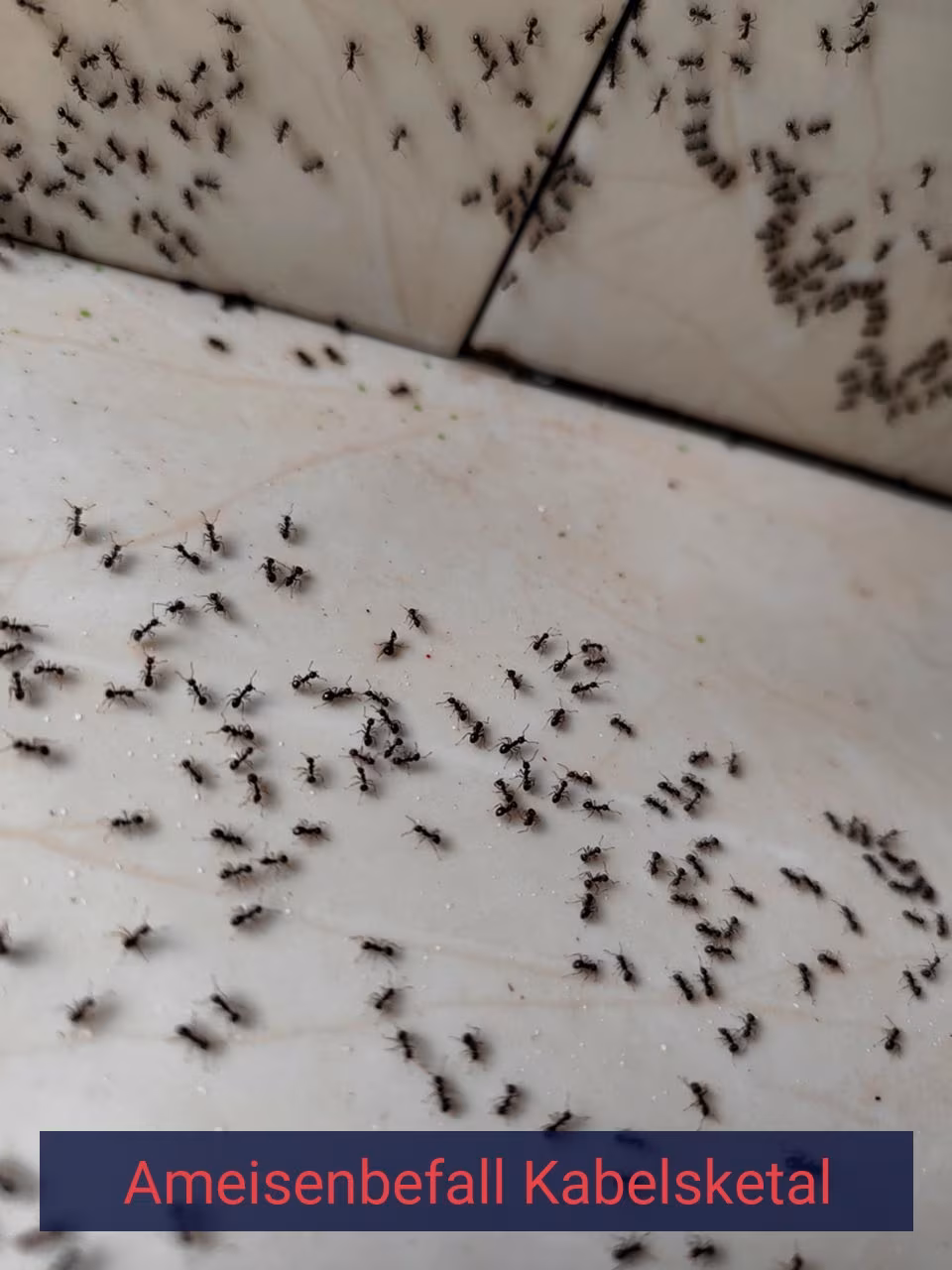 Ameisenbefall {Stadt(city_name)