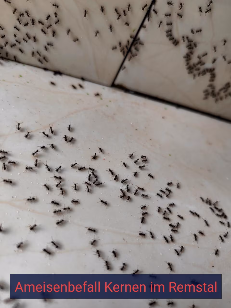 Ameisenbefall {Stadt(city_name)