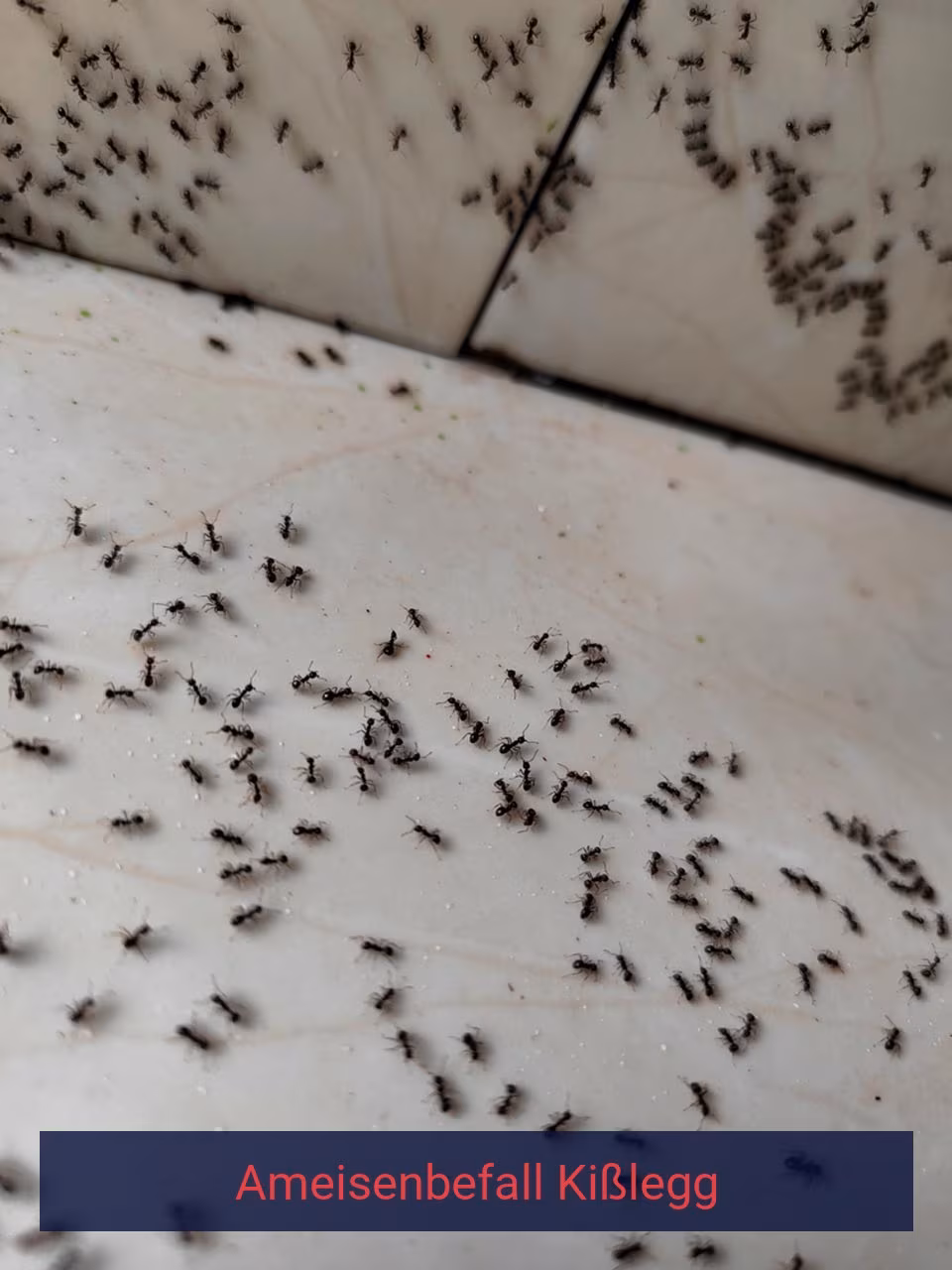 Ameisenbefall {Stadt(city_name)