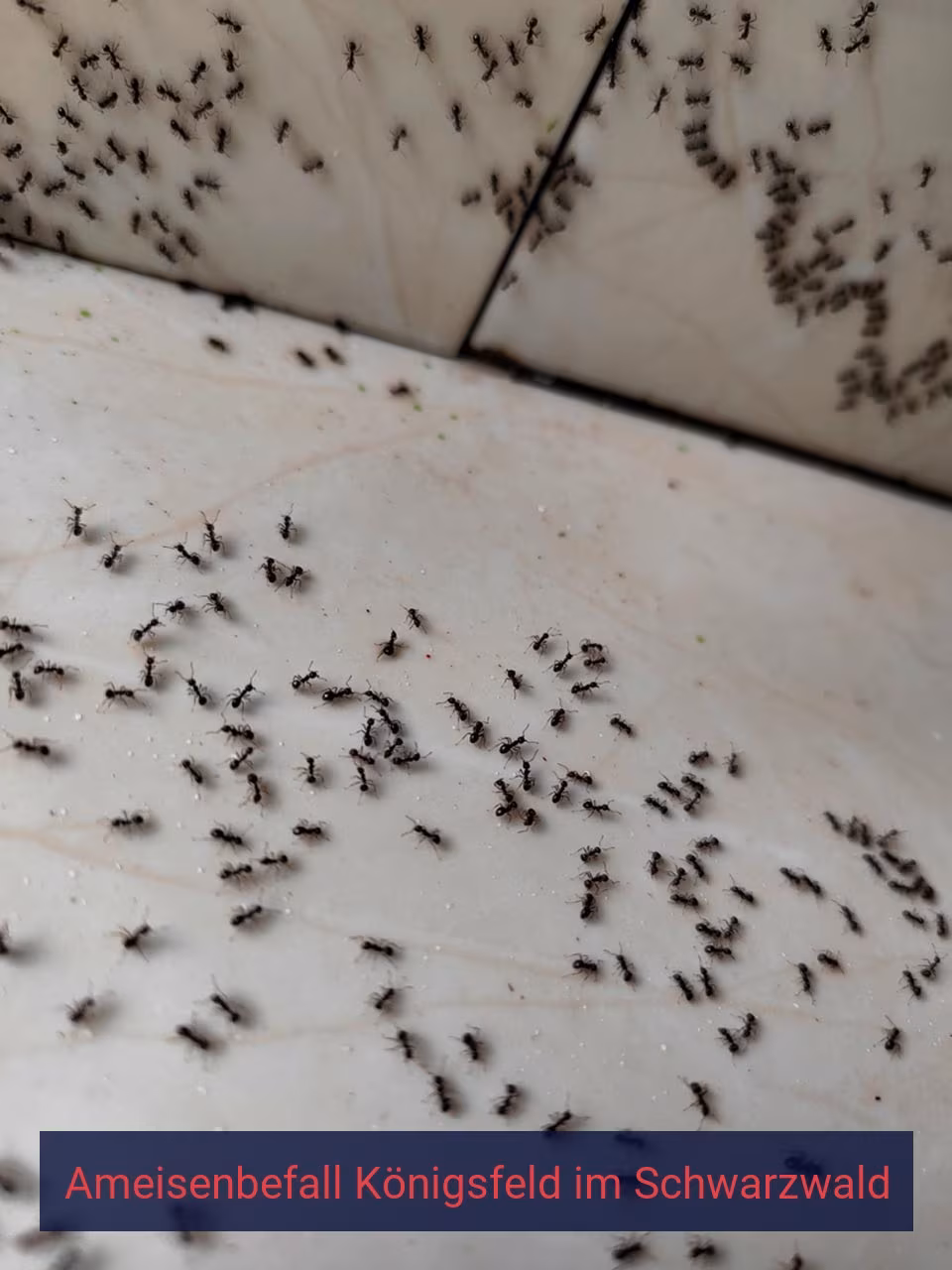 Ameisenbefall {Stadt(city_name)
