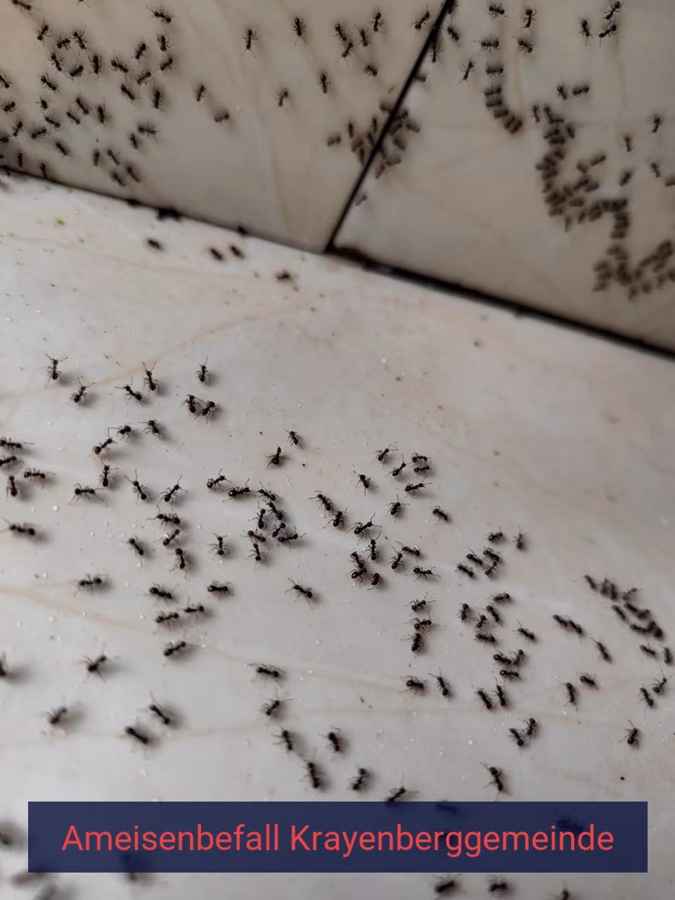 Ameisenbefall {Stadt(city_name)