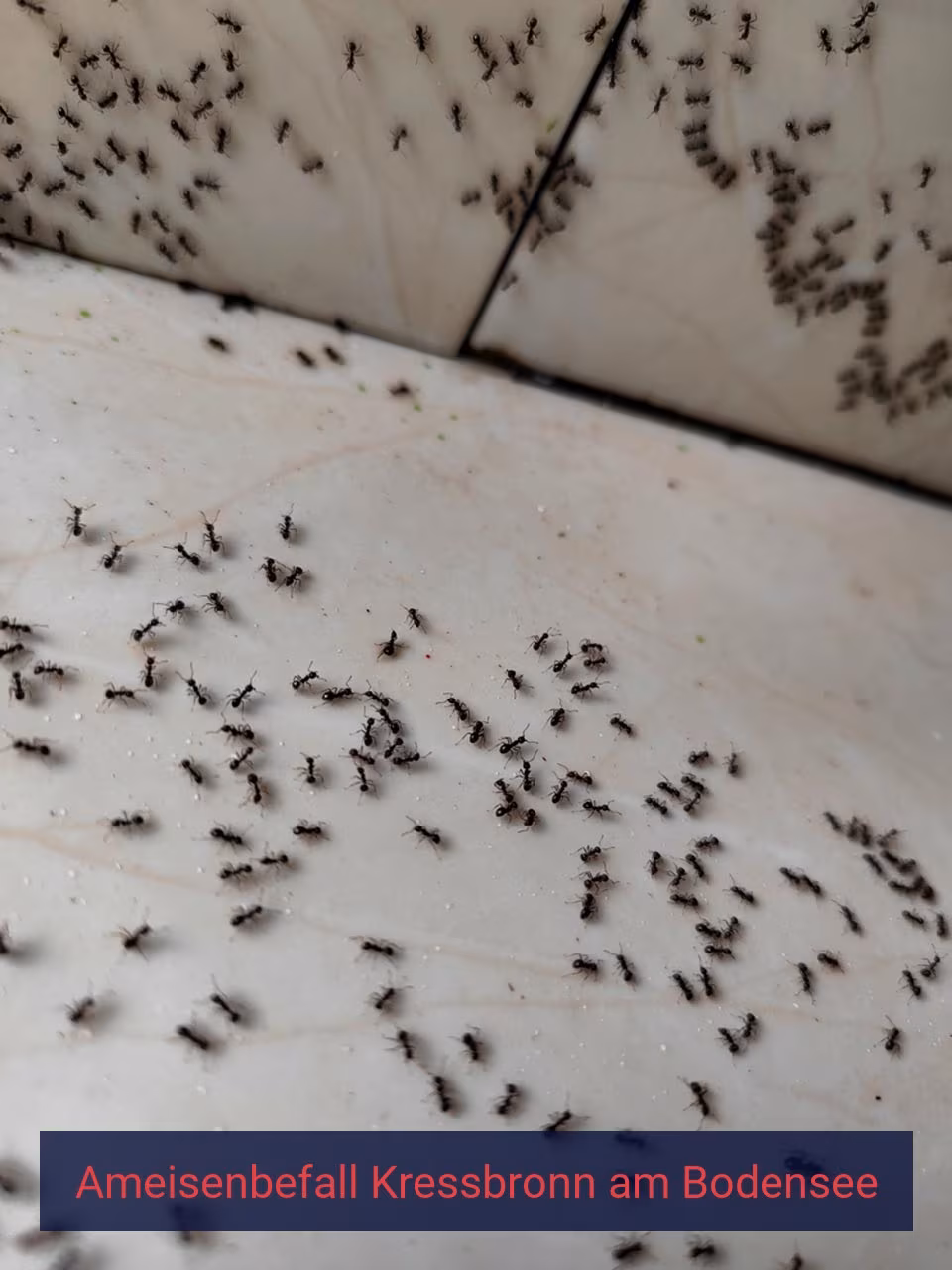 Ameisenbefall {Stadt(city_name)