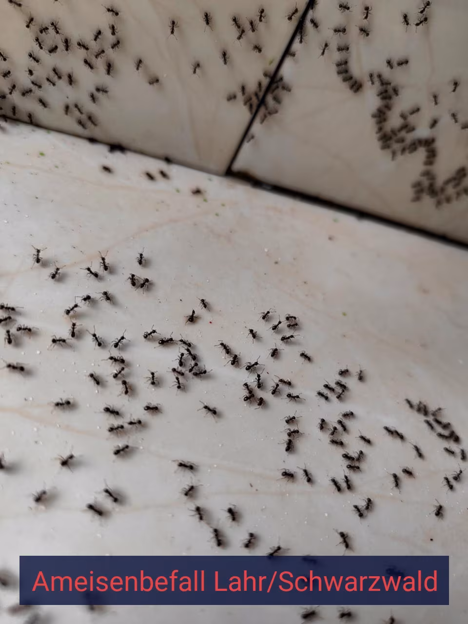 Ameisenbefall {Stadt(city_name)